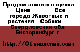 Продам элитного щенка › Цена ­ 30 000 - Все города Животные и растения » Собаки   . Свердловская обл.,Екатеринбург г.